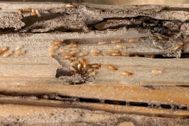 Best Bed Bug Extermination  in Oblong, IL