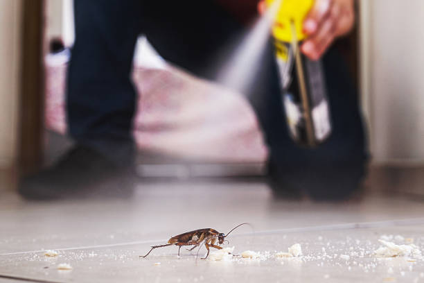 Best Affordable Pest Control Services  in Oblong, IL