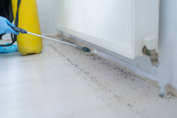 Best Termite Control Services  in Oblong, IL